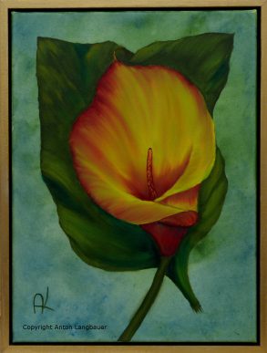 Calla 1