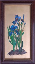 Iris