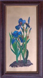 Iris