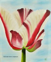 Tulpe