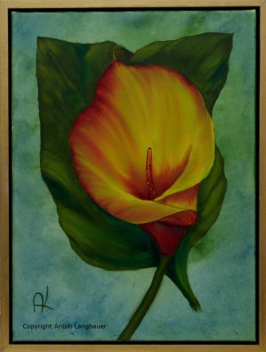 Calla 1