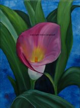 Calla 2