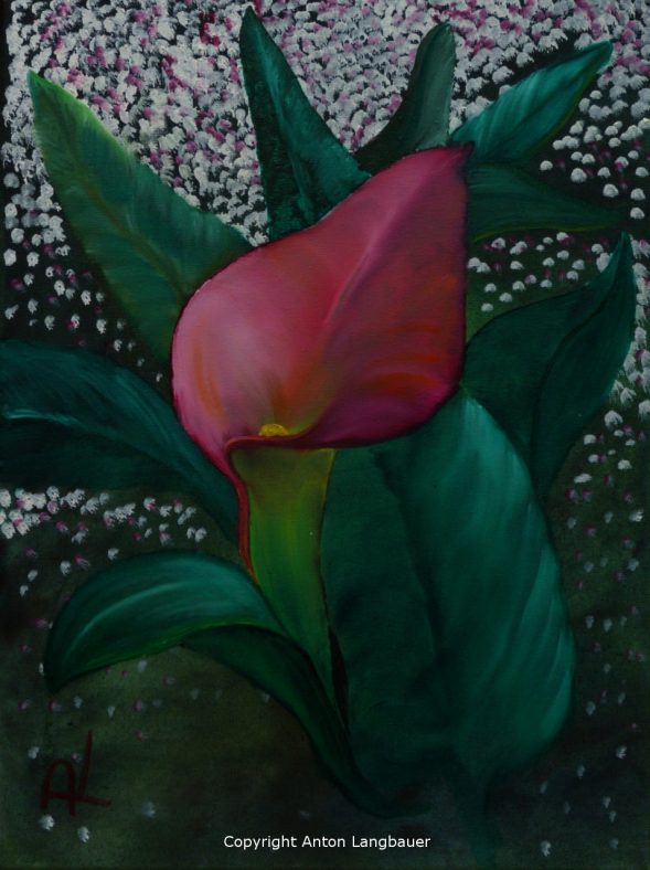 Calla 4