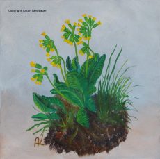 Schluesselblume