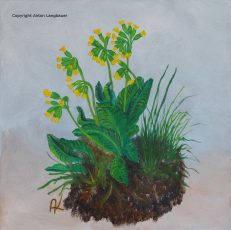 Schluesselblume